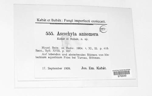 Ascochyta anisomera image